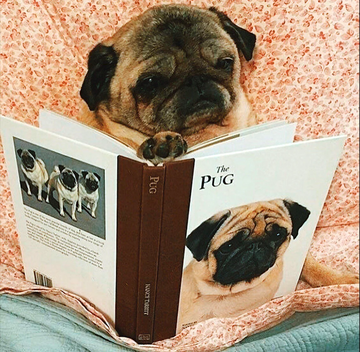 Мопс с книгой