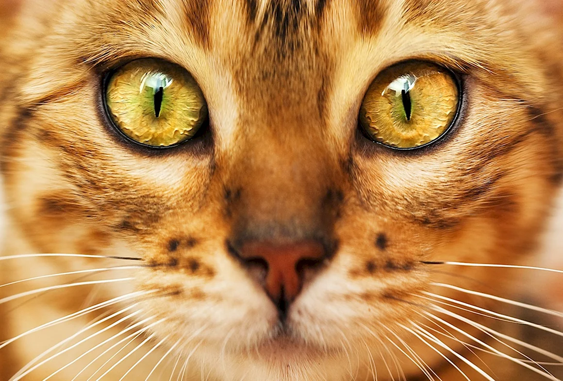 Морда кота