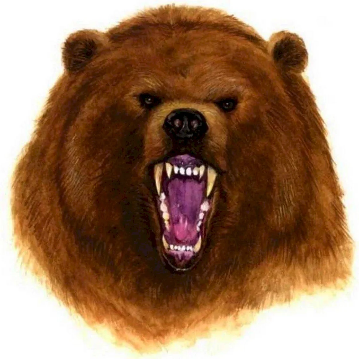 Морда медведя