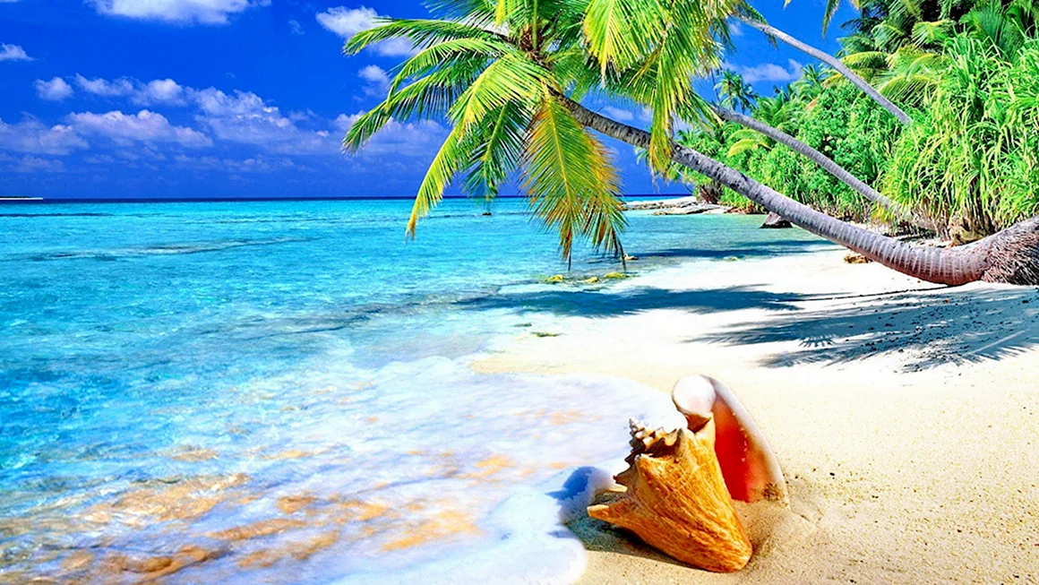 Море пальмы