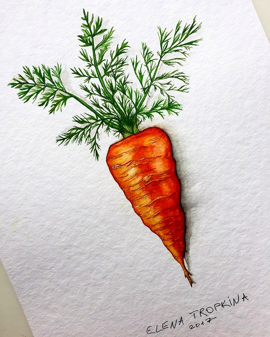 Морковка рисунок