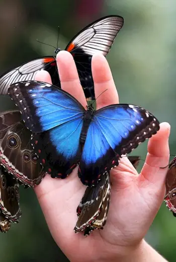 Morpho peleides Нимфалиды