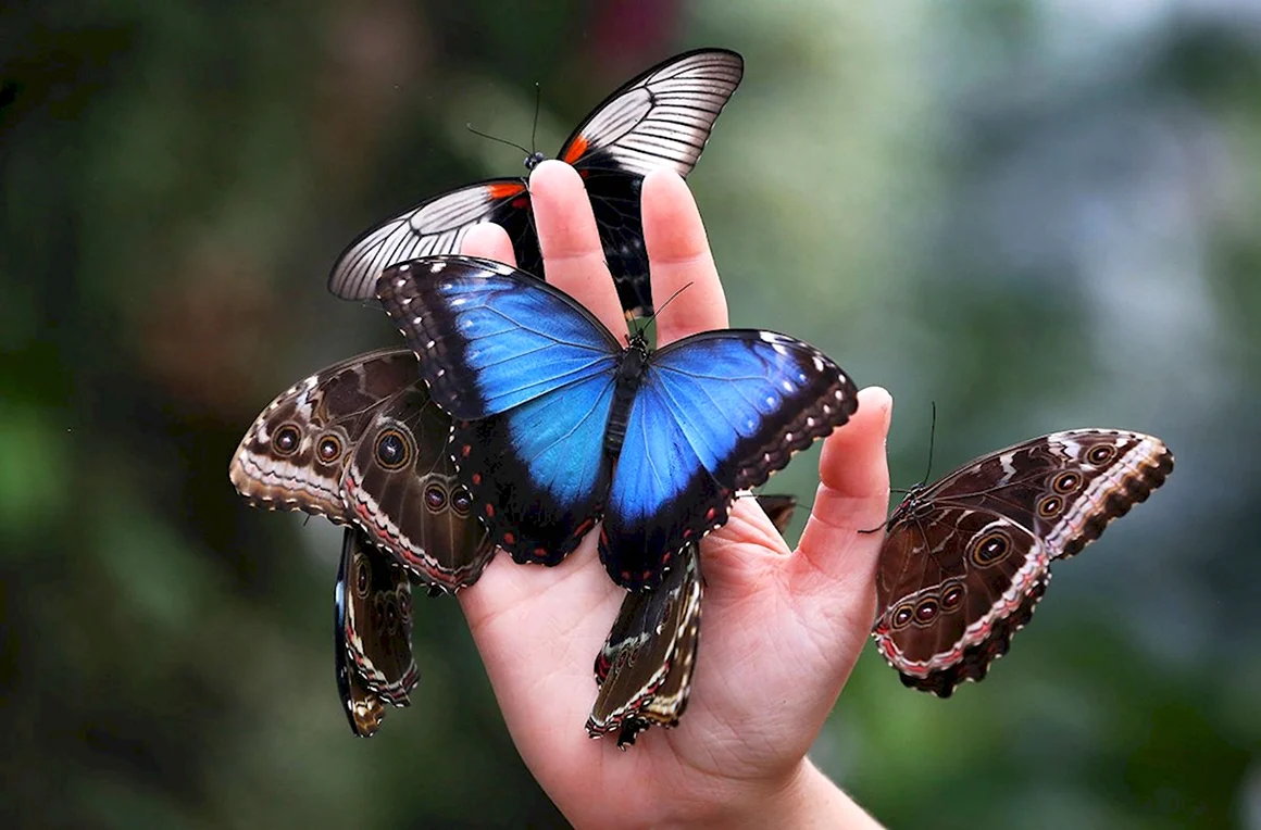 Morpho peleides Нимфалиды