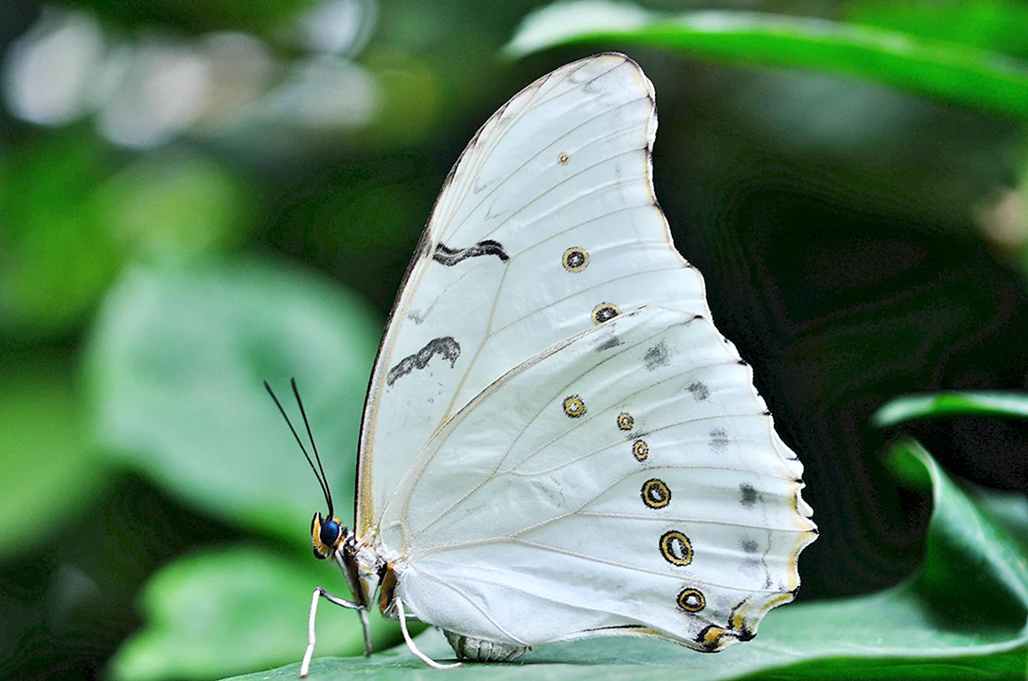 Morpho Polyphemus Морфо Полифем