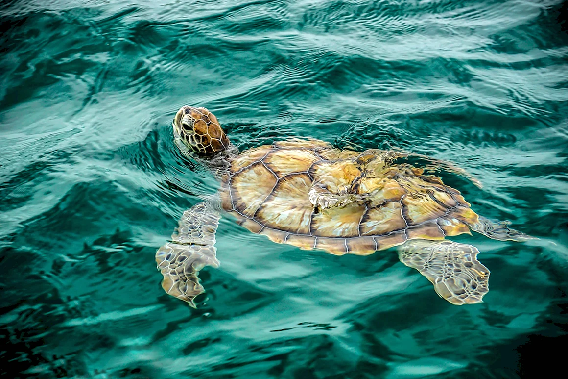 Морская черепаха
