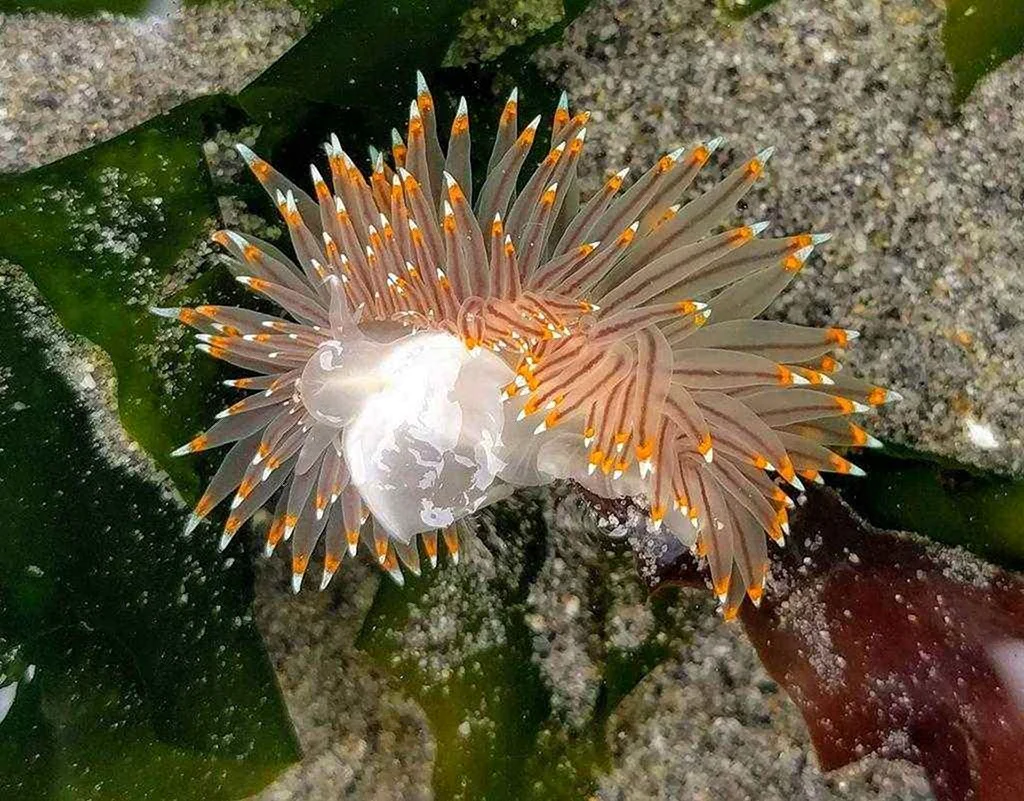 Морские моллюски на судне название