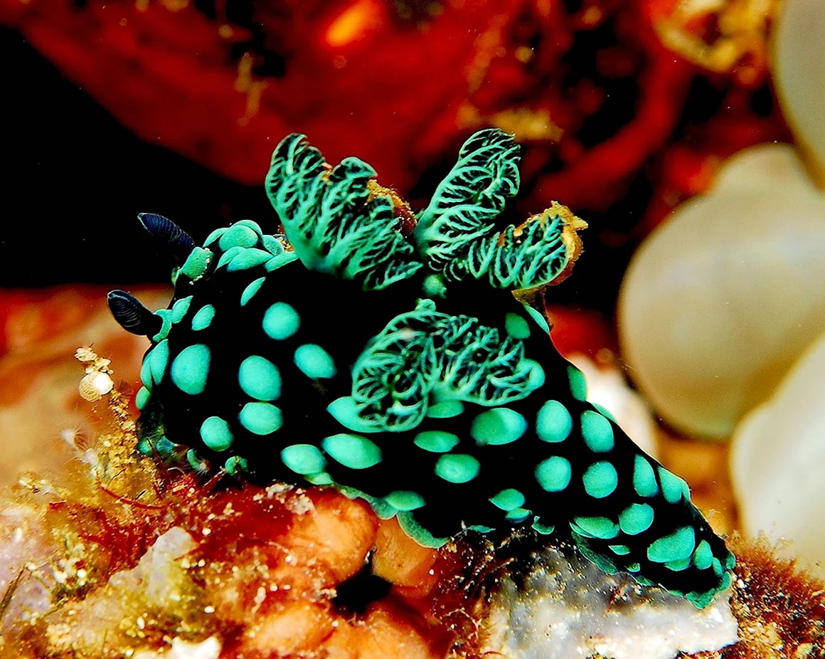 Морской СЛИЗНЯК Nembrotha cristata