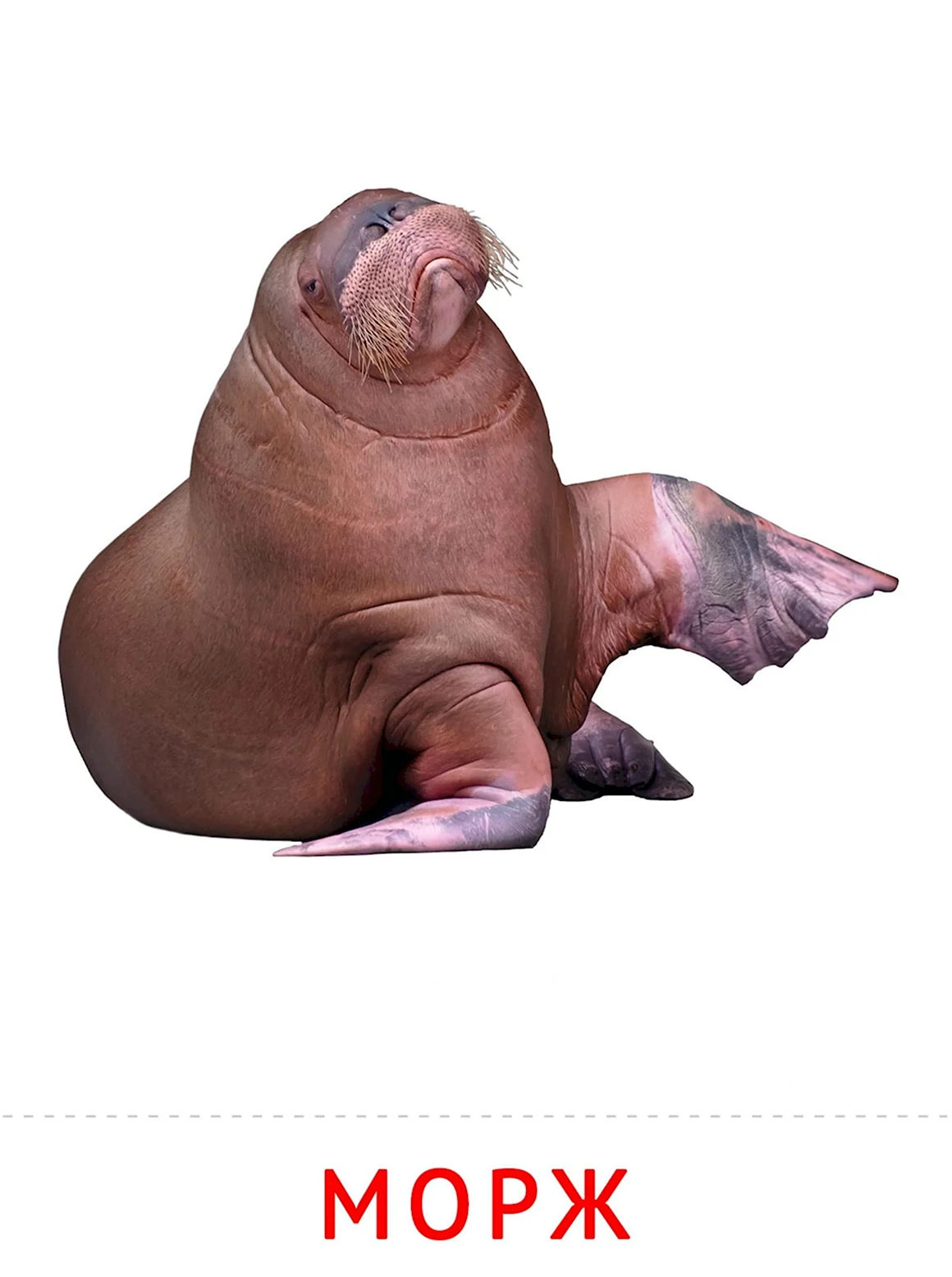 Морж