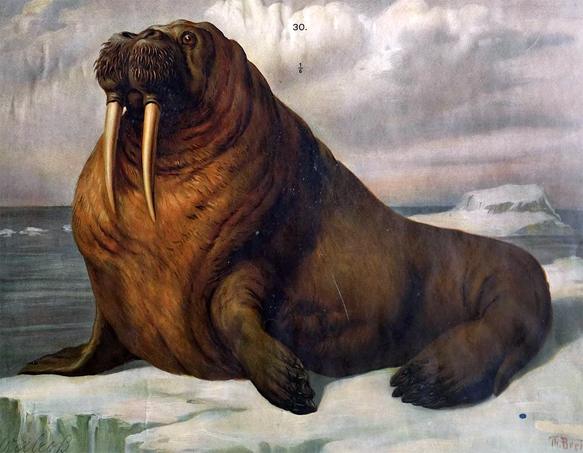 Морж для детей
