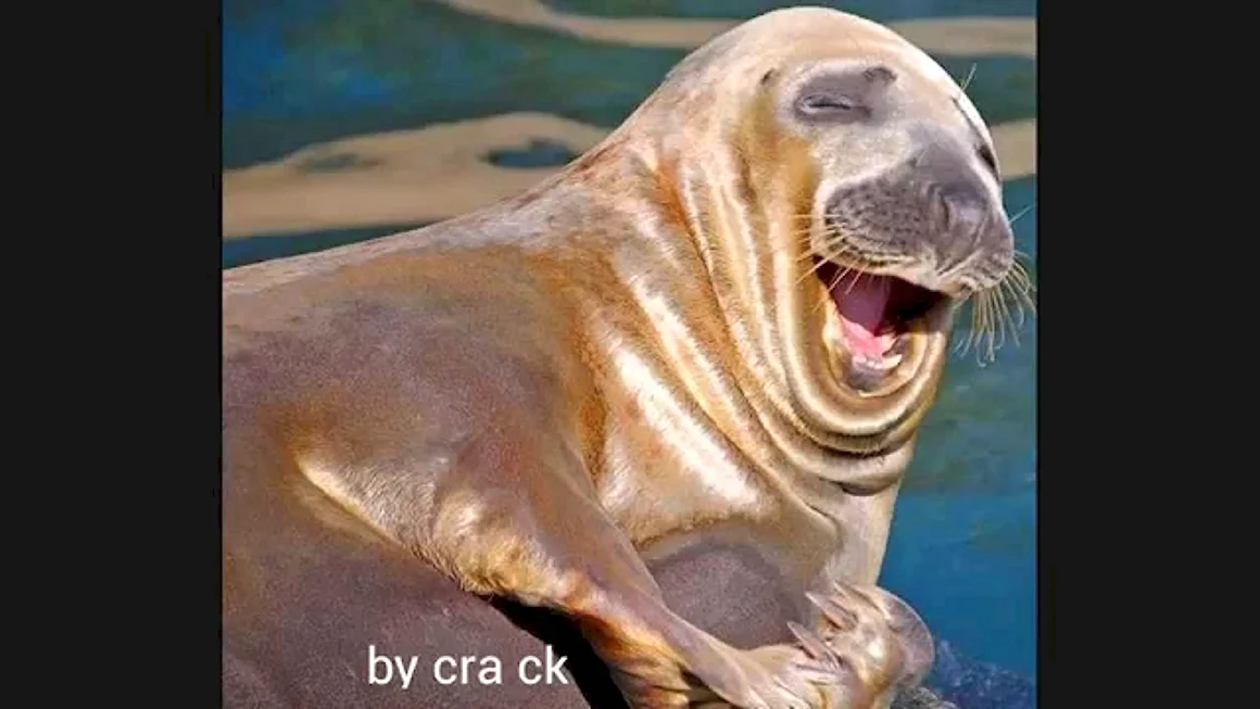 Морж смеется