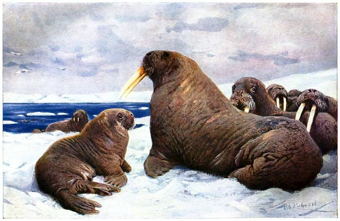 Моржи Вильгельм Кунерт