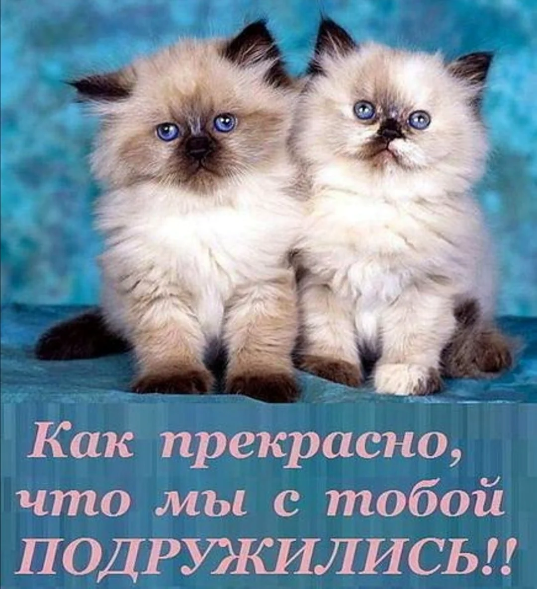 Мотиваторы котята