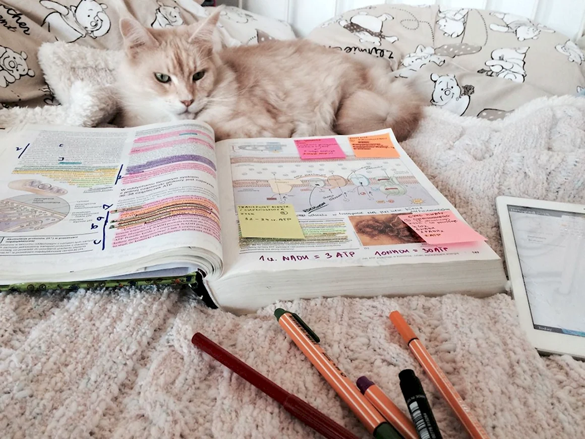 Мотивация к учебе