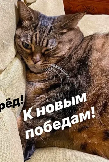 Мотивирующий котик