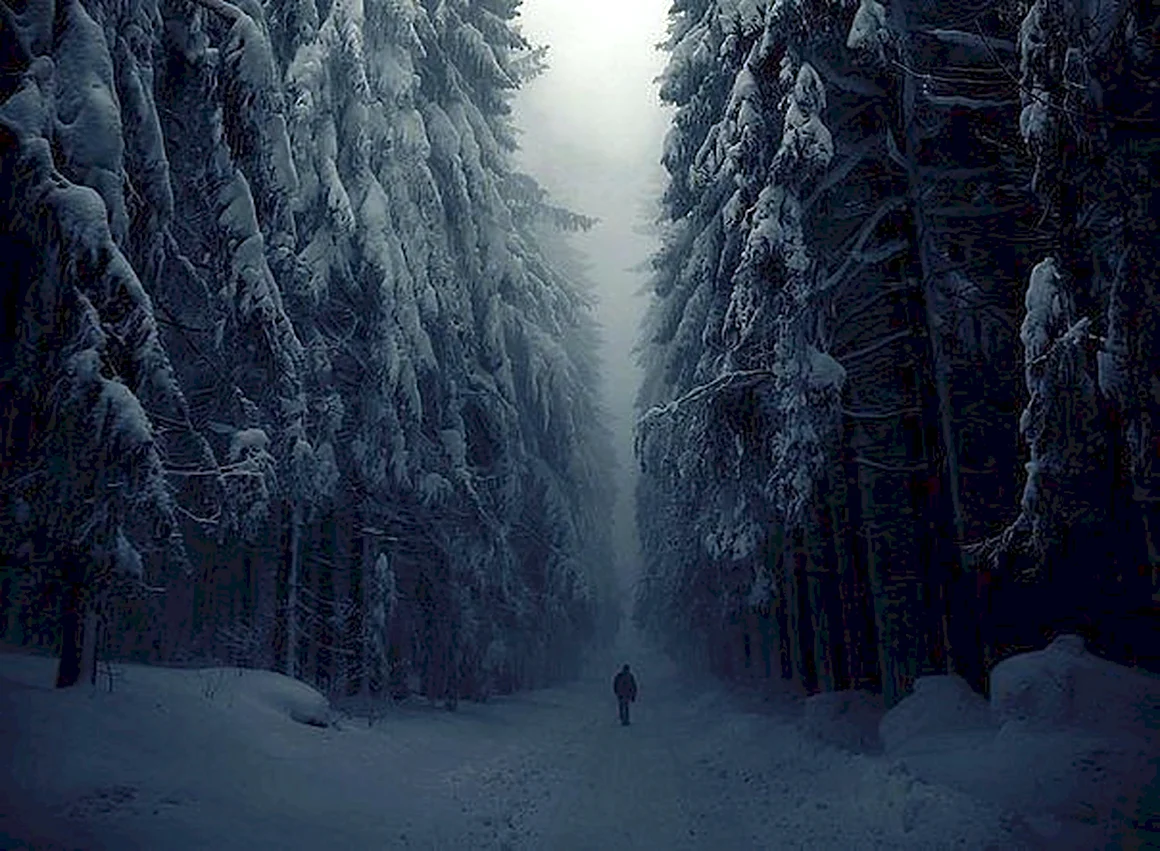 Мрачный зимний лес