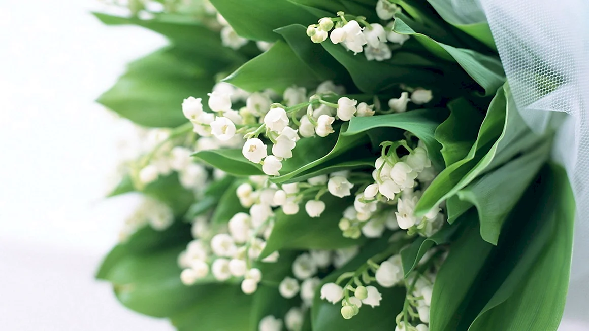 Muguet