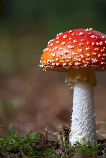 Мухомор Amanita muscaria