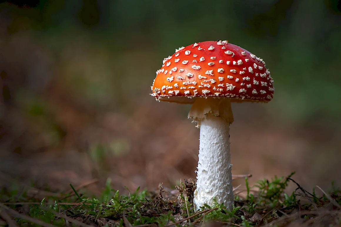 Мухомор Amanita muscaria