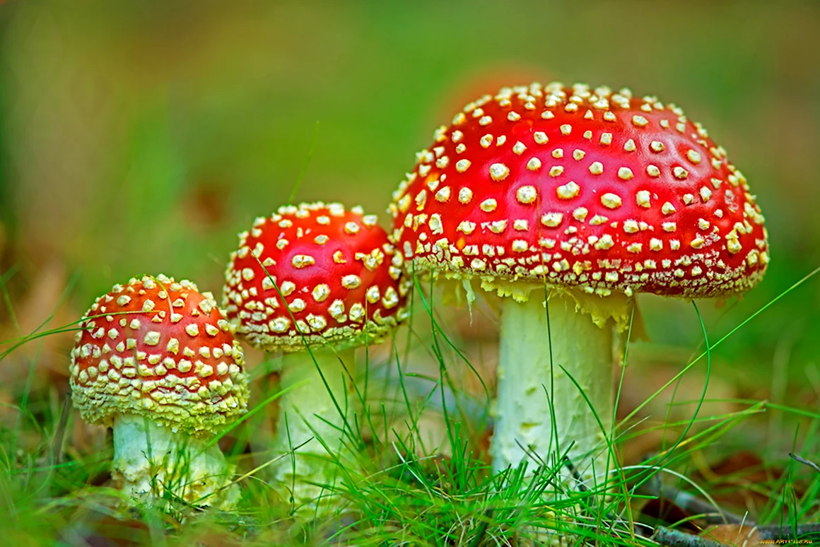 Мухомор Amanita muscaria