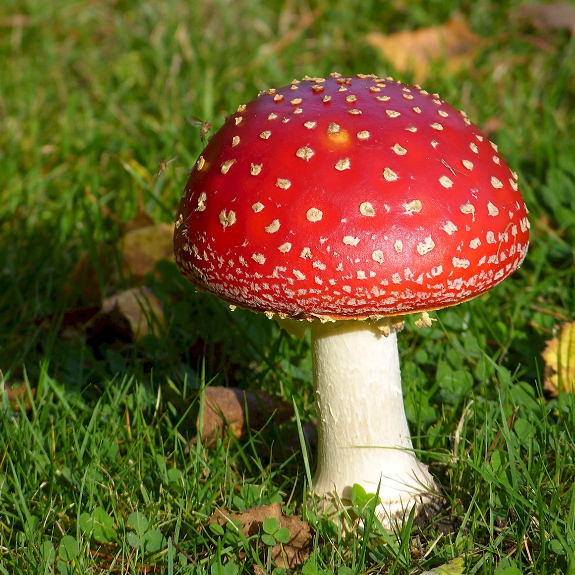 Мухомор Amanita muscaria