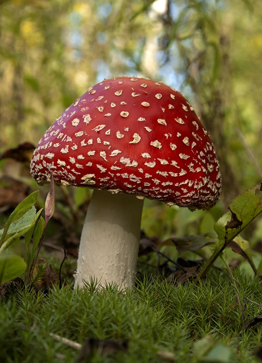 Мухомор Amanita muscaria