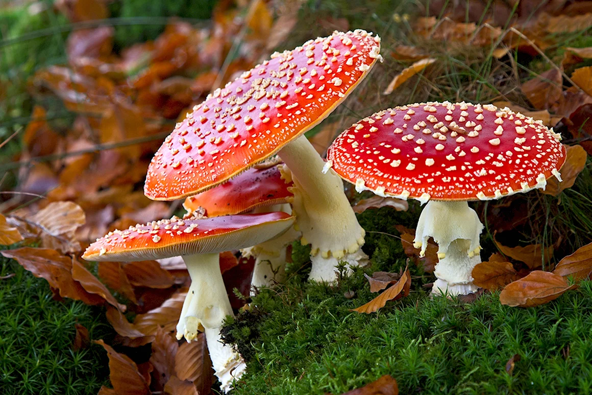 Мухомор Amanita muscaria