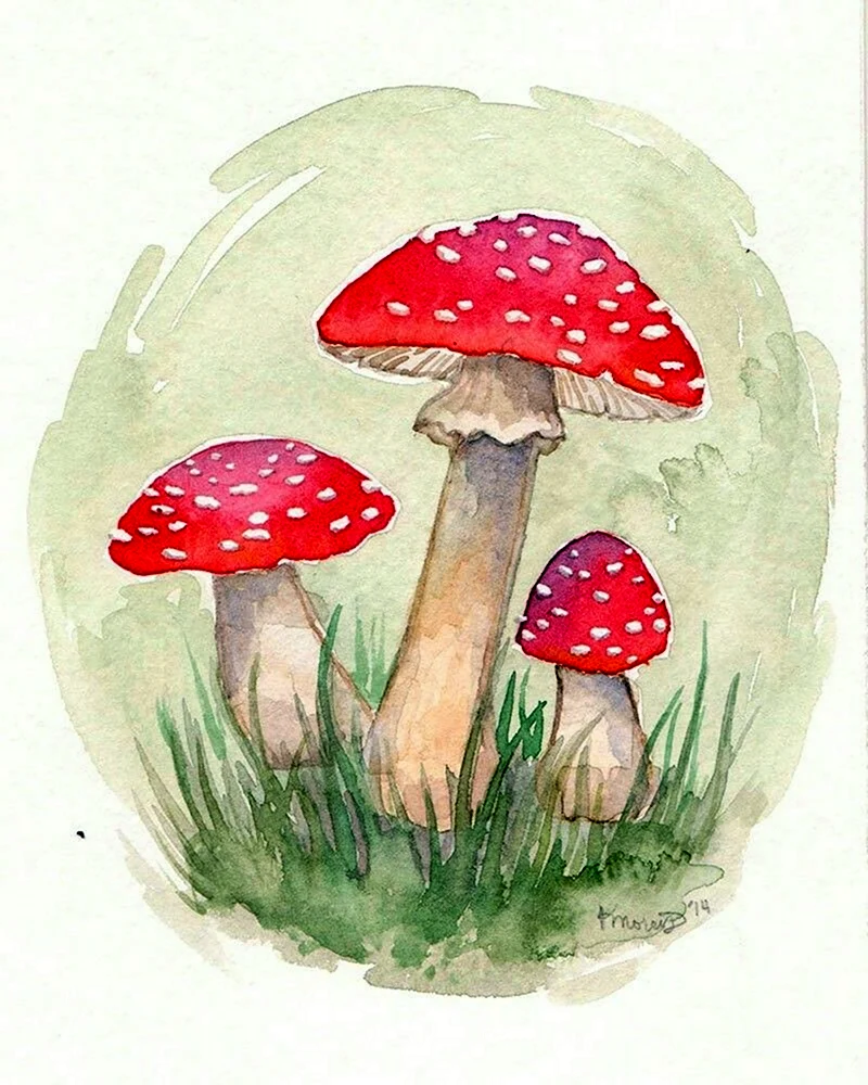 Мухомор инди КИД