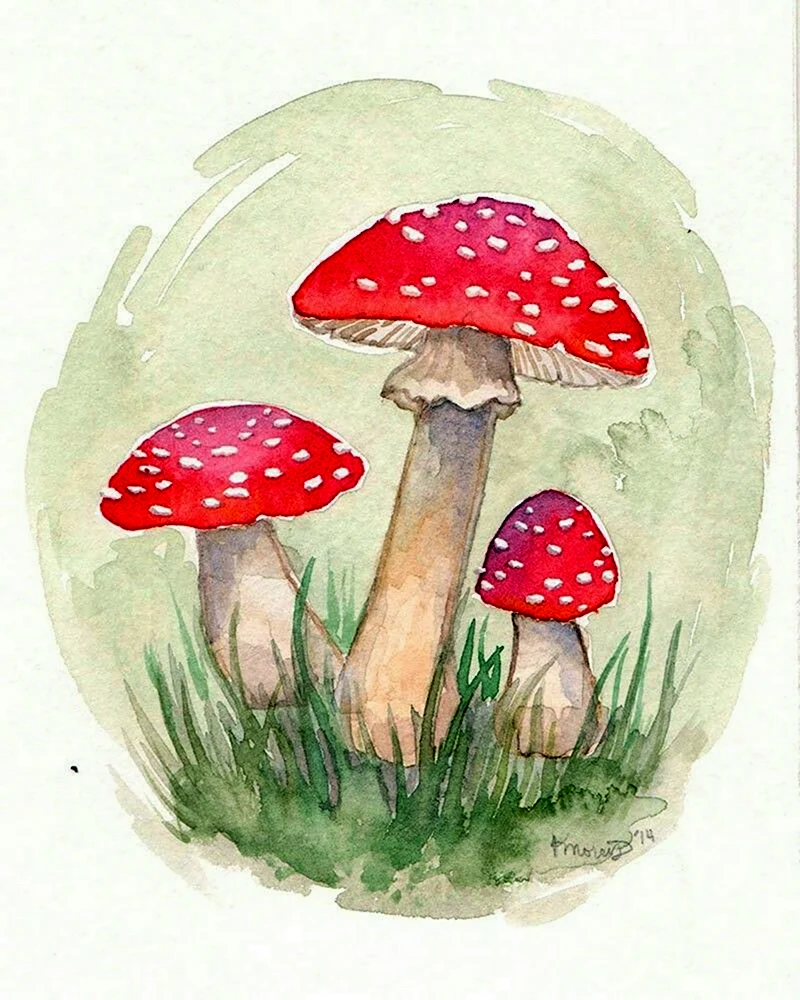 Мухомор инди КИД