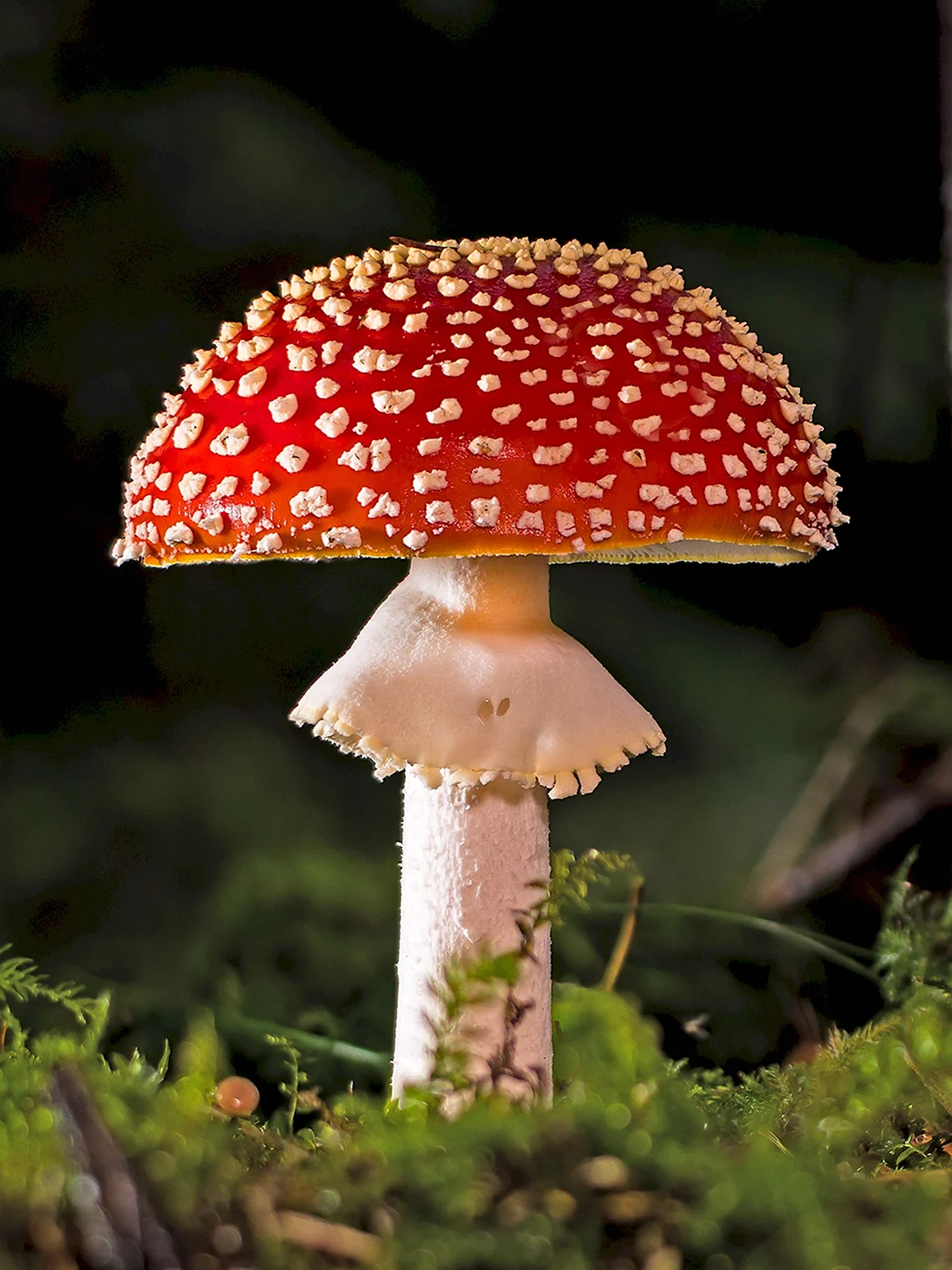 Мухомор красный Amanita muscaria