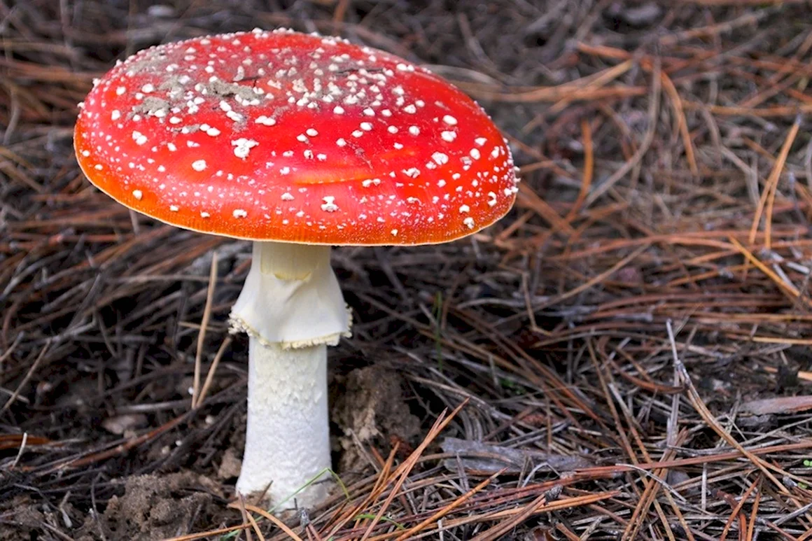 Мухомор красный Amanita muscaria