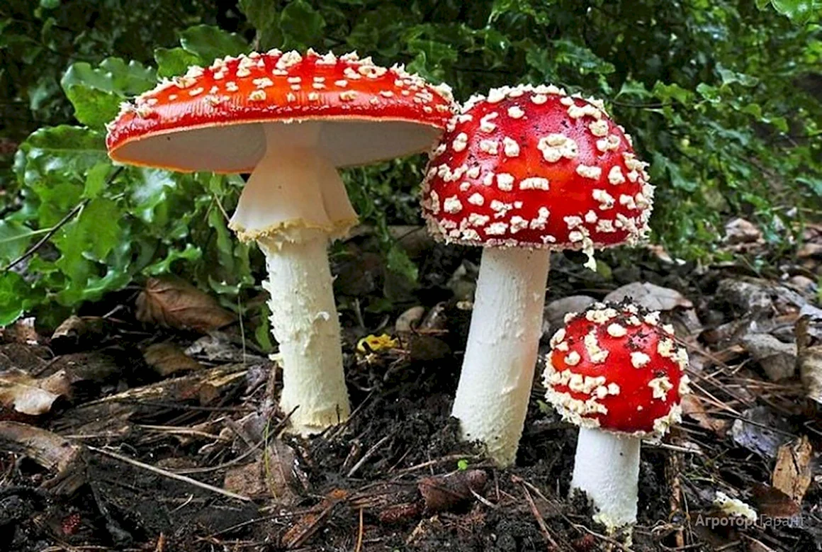 Мухомор пантерный и мухомор красный