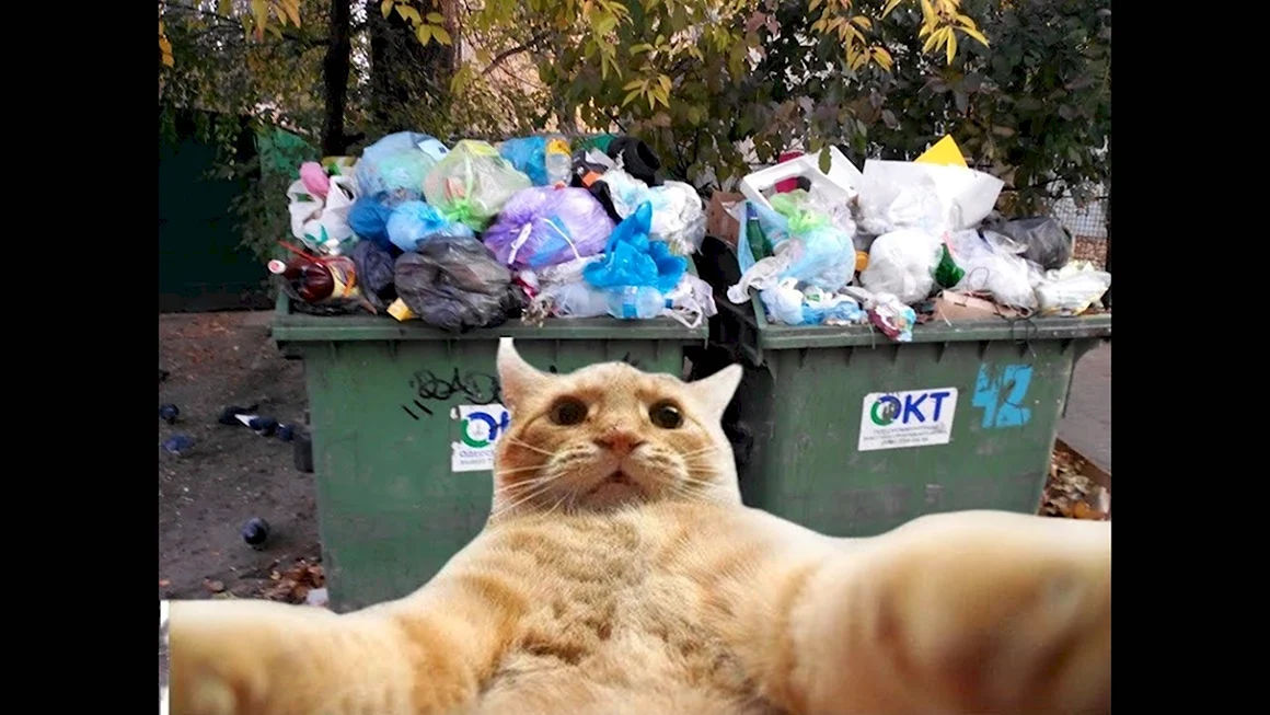 Мусорный кот