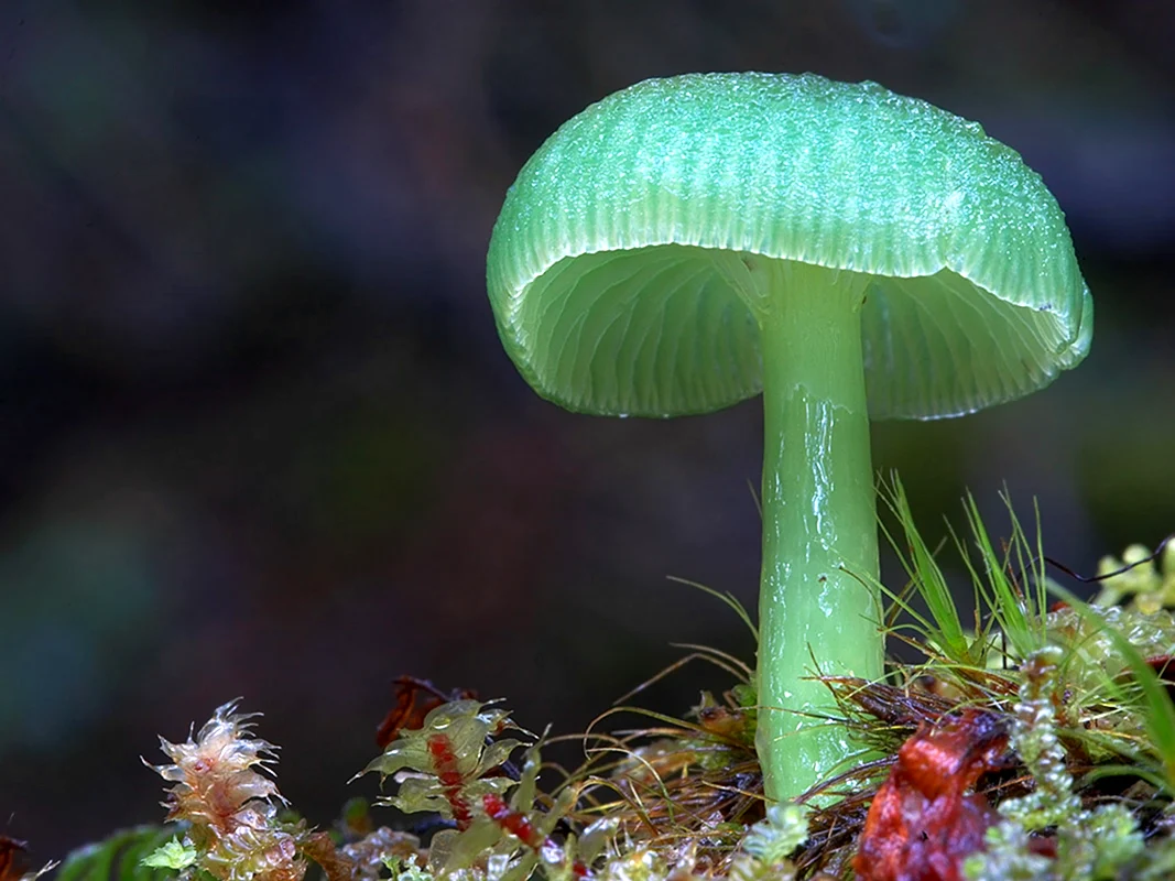 Mycena viscidocruenta