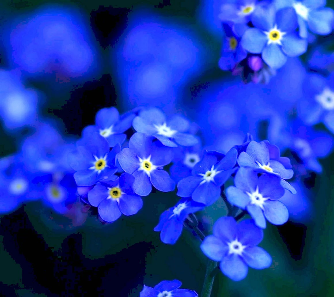 Myosotis голубая