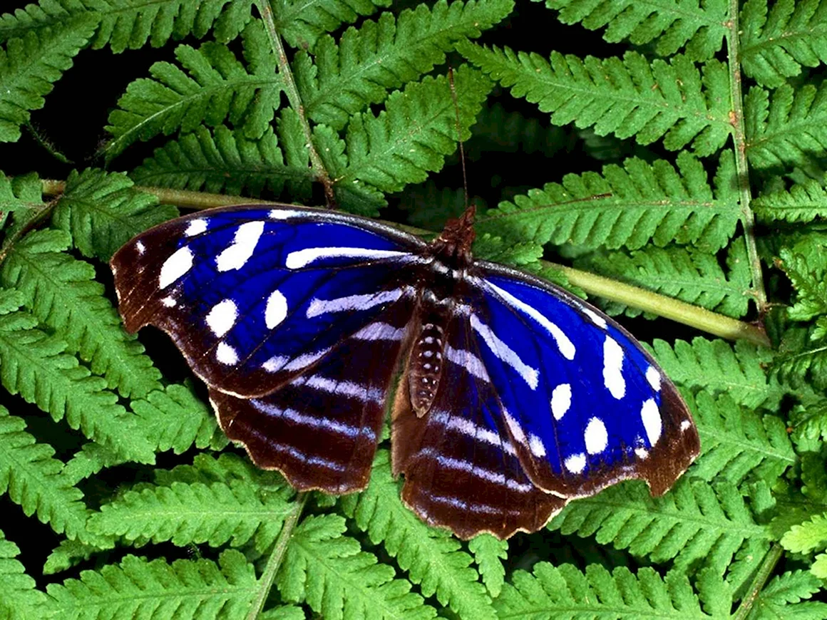 Myscelia Cyaniris