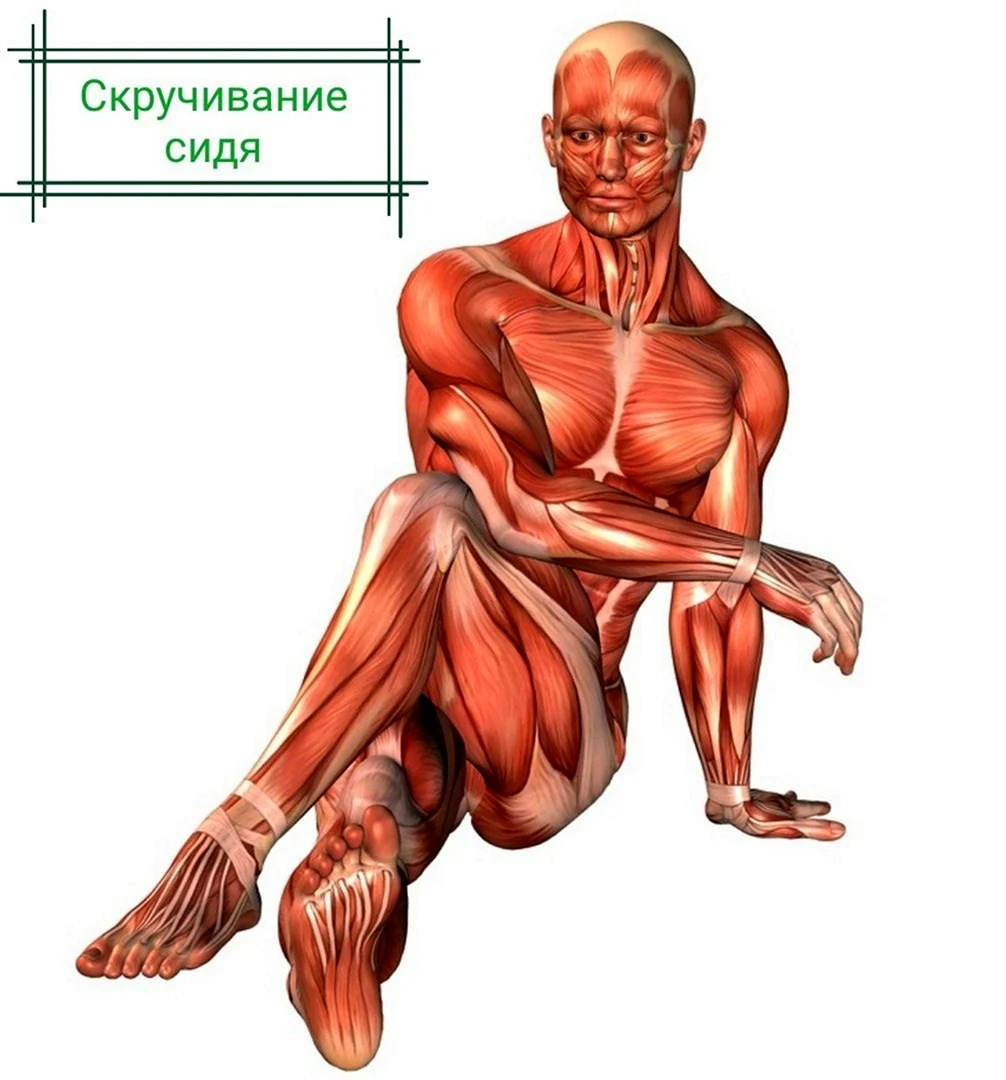 Мышцы сидя