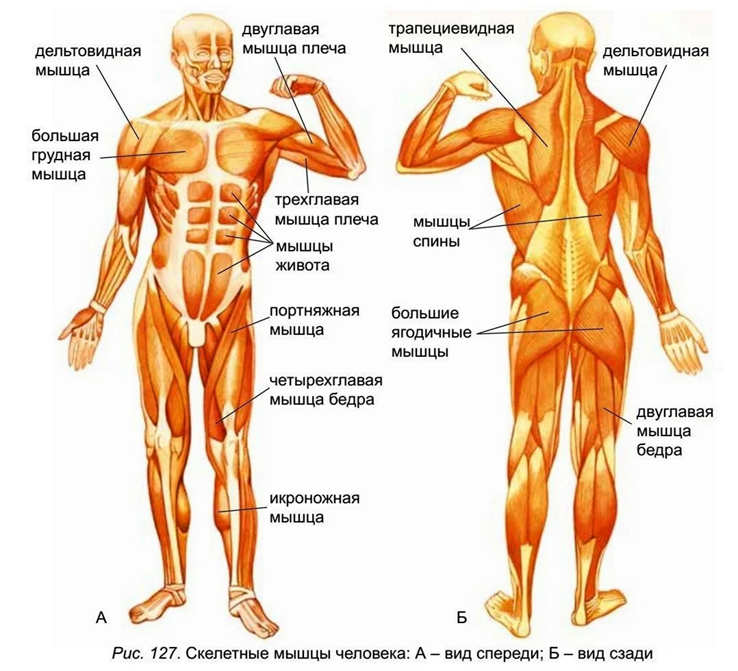Мышцы туловища и конечностей 8 класс биология