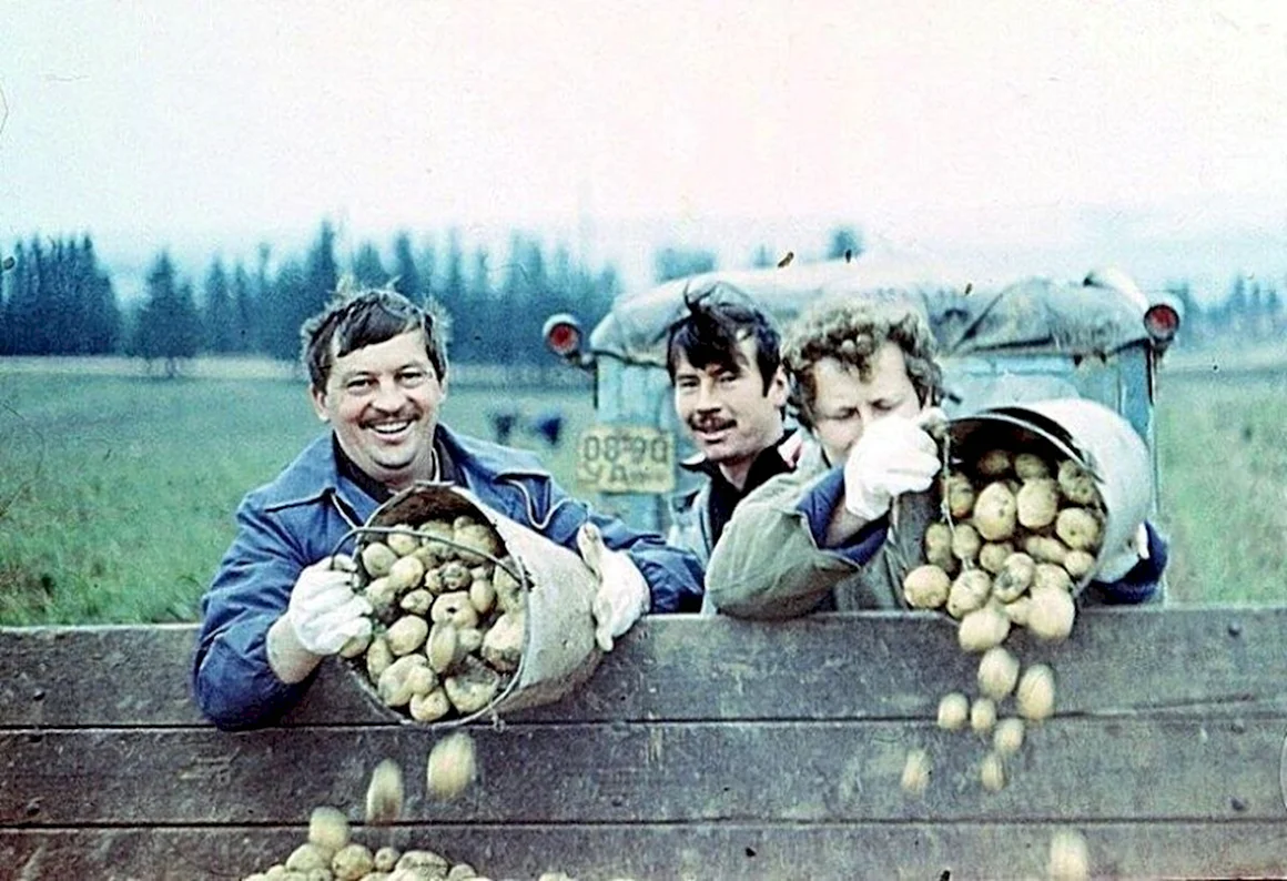 На картошку в СССР