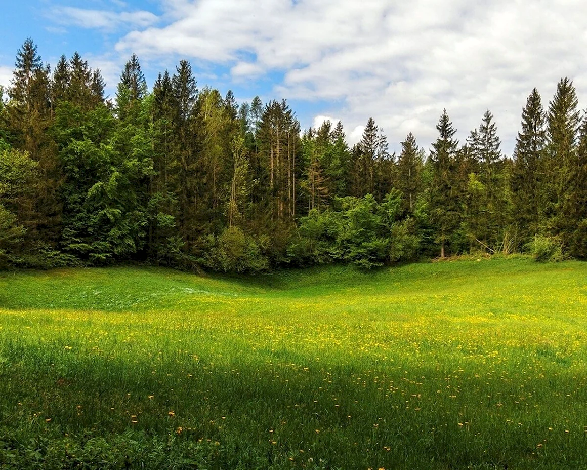 На Лесной опушке