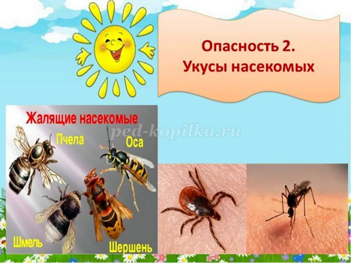 Насекомые летом безопастностьдля детей