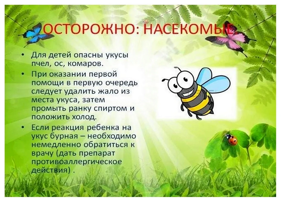 Насекомые летом для дошкольников