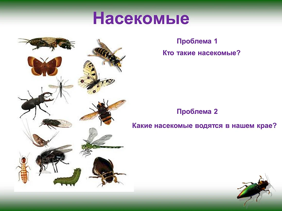 Насекомые Оренбургской области