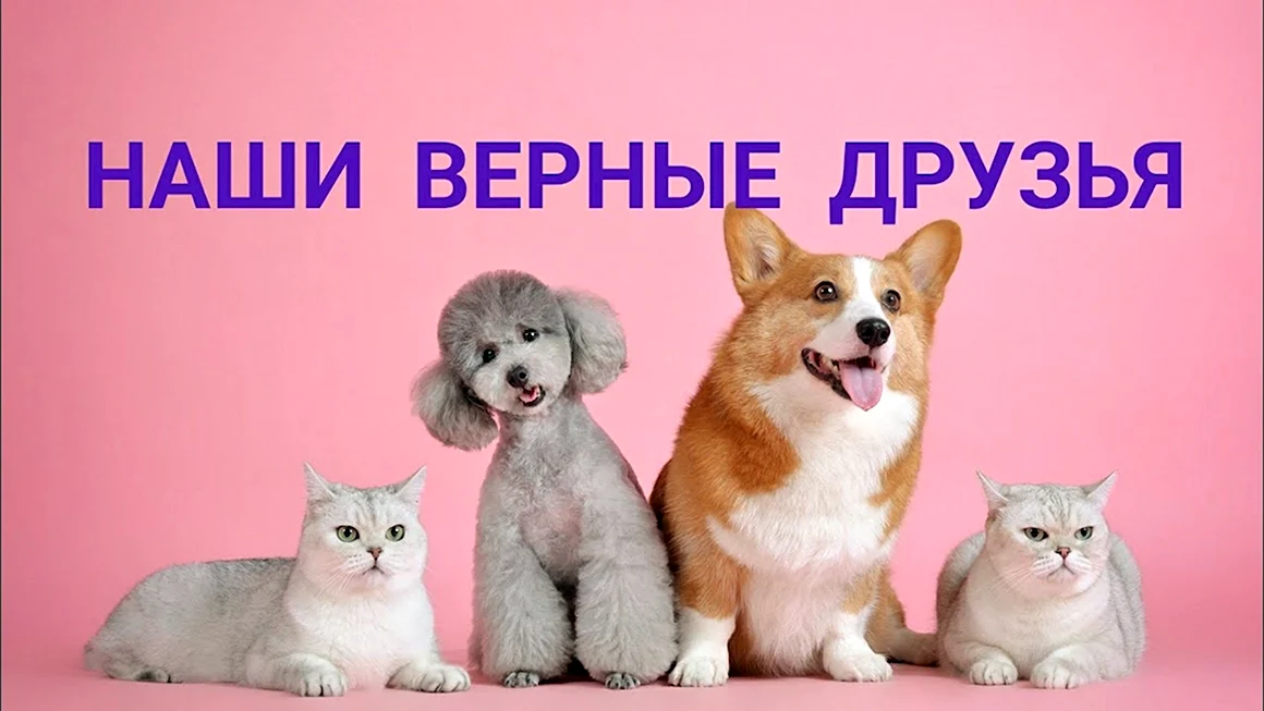 Наши верные друзья
