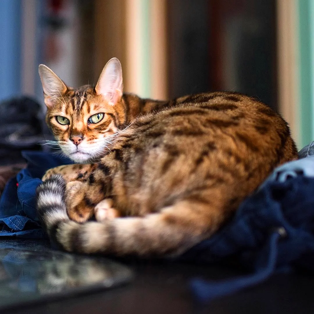 Настоящая кошка