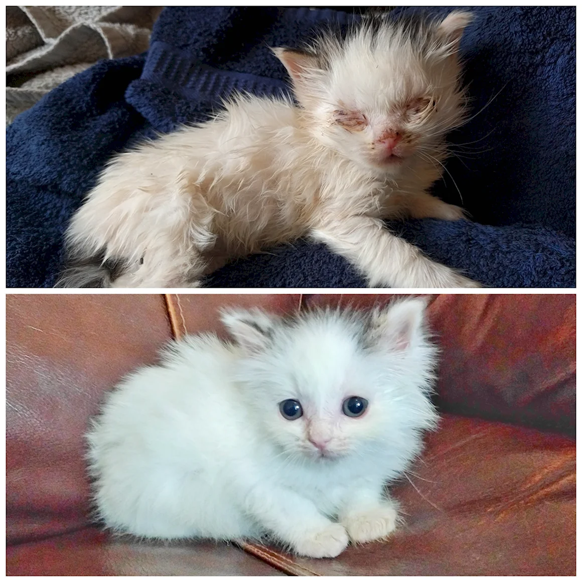 Настоящие кошечки