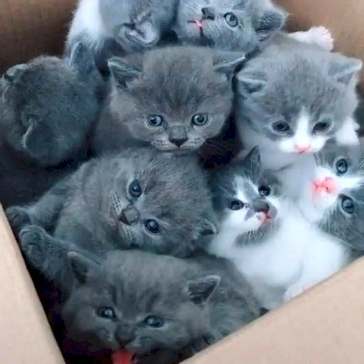 Настоящие котята