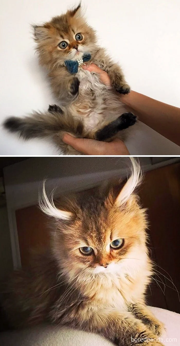 Настоящие котики