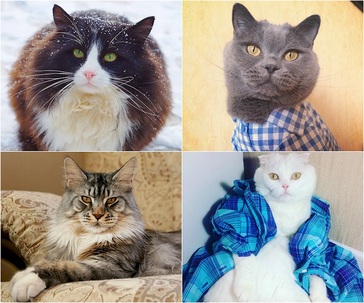 Настоящие коты