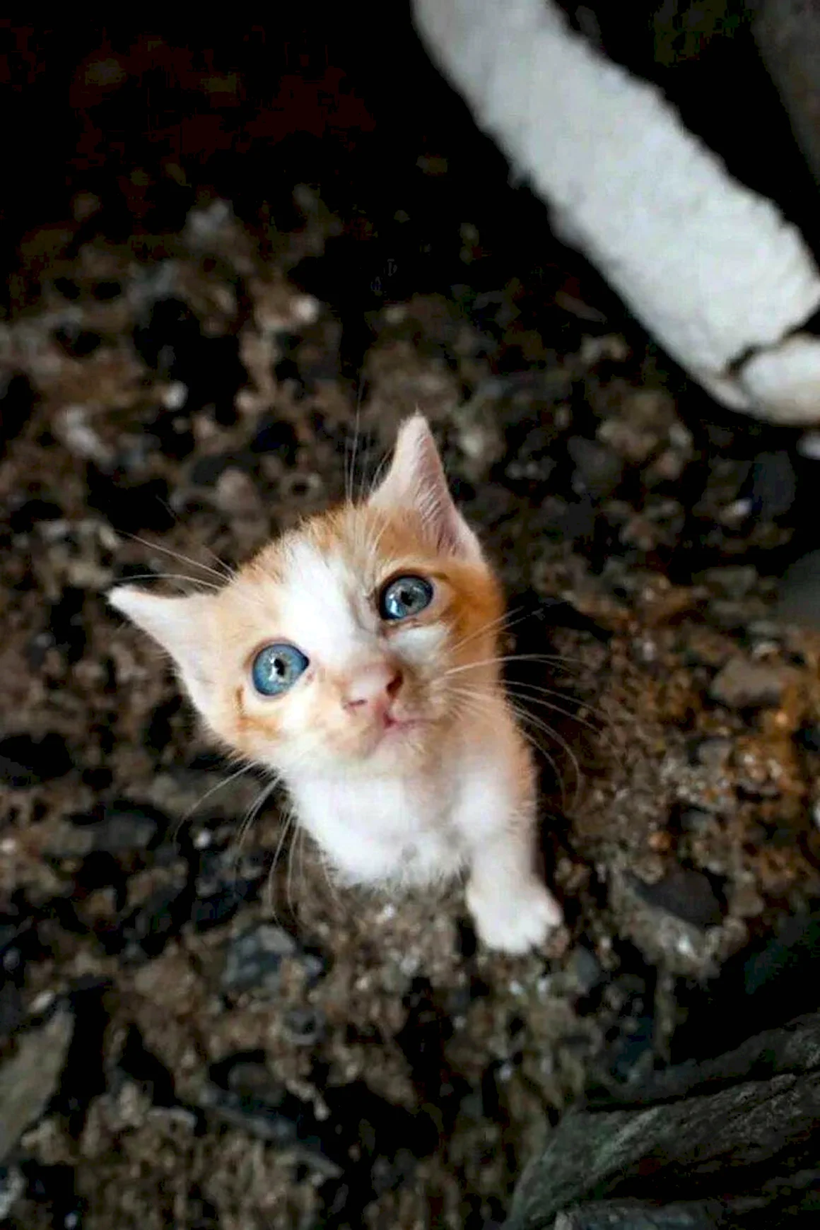 Настоящий котенок