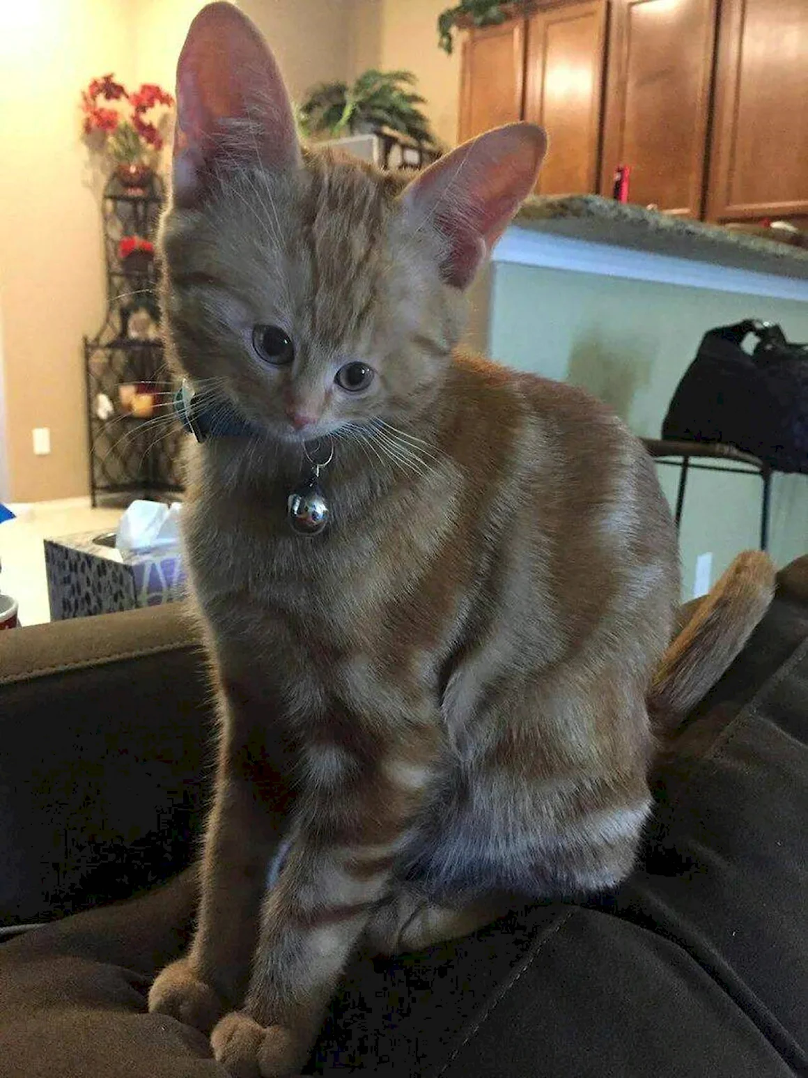 Настоящий котенок